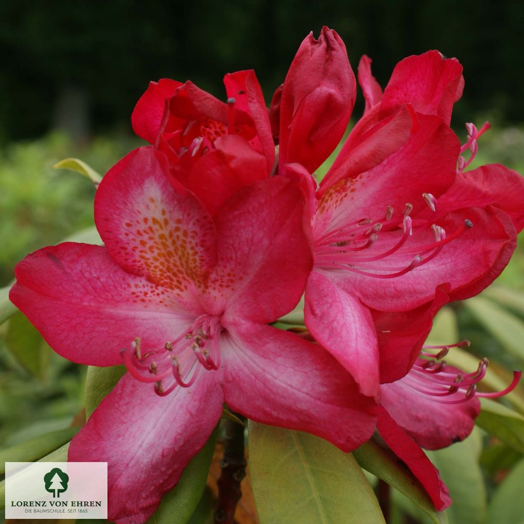 Rhododendron Hybride 'Junifeuer'