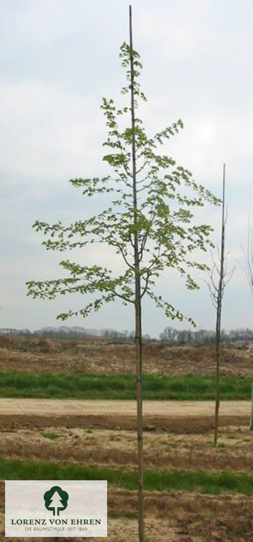 Tilia mongolica