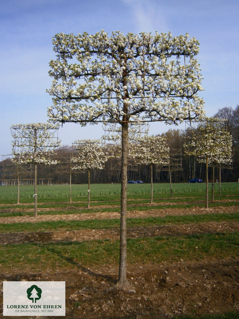 Pyrus calleryana 'Chanticleer'