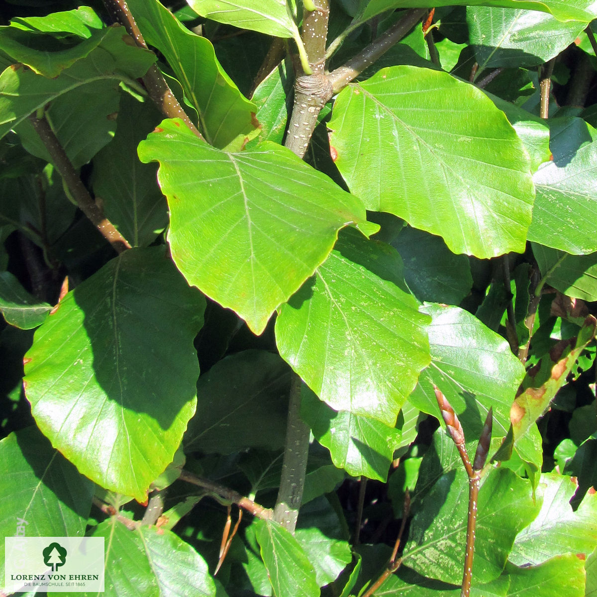 Fagus sylvatica 'Dawyck Gold'