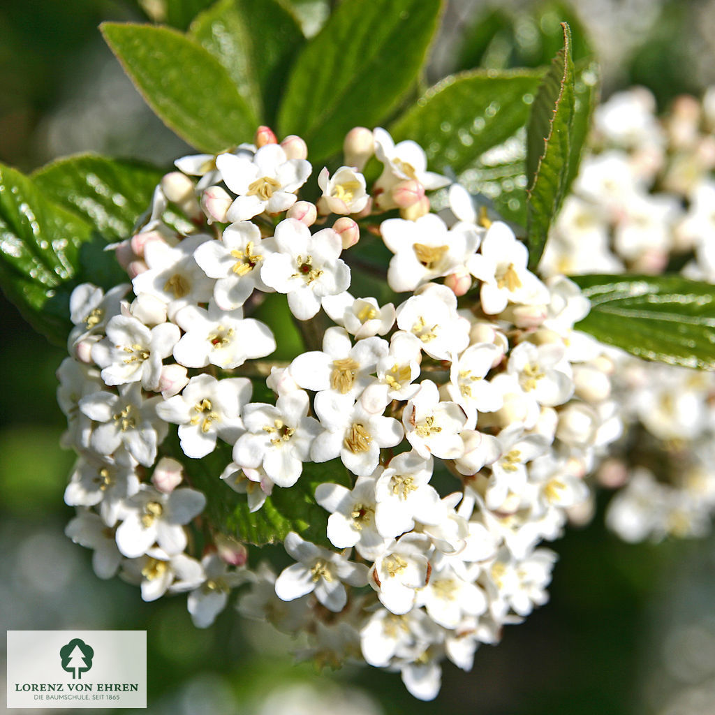Viburnum burkwoodii