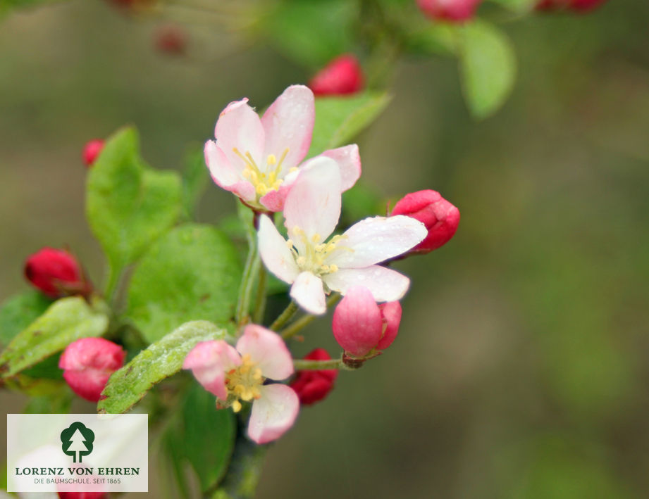 Malus 'Bob White'