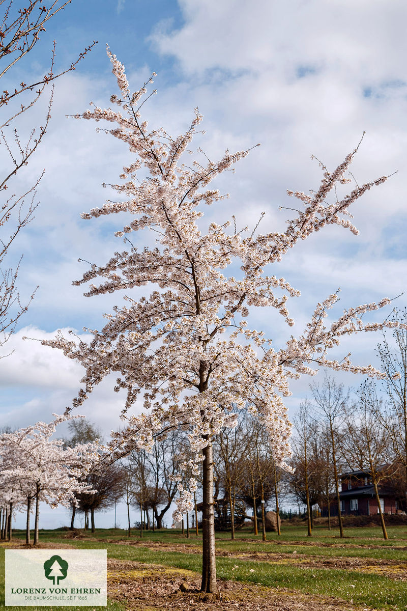 Prunus yedoensis