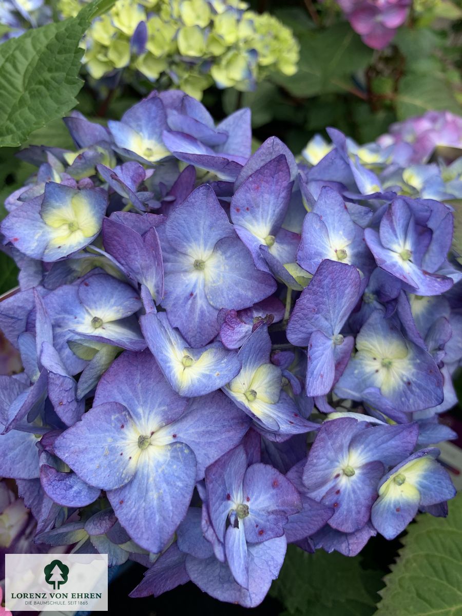 Hydrangea macrophylla 'Endless Summer Blau'