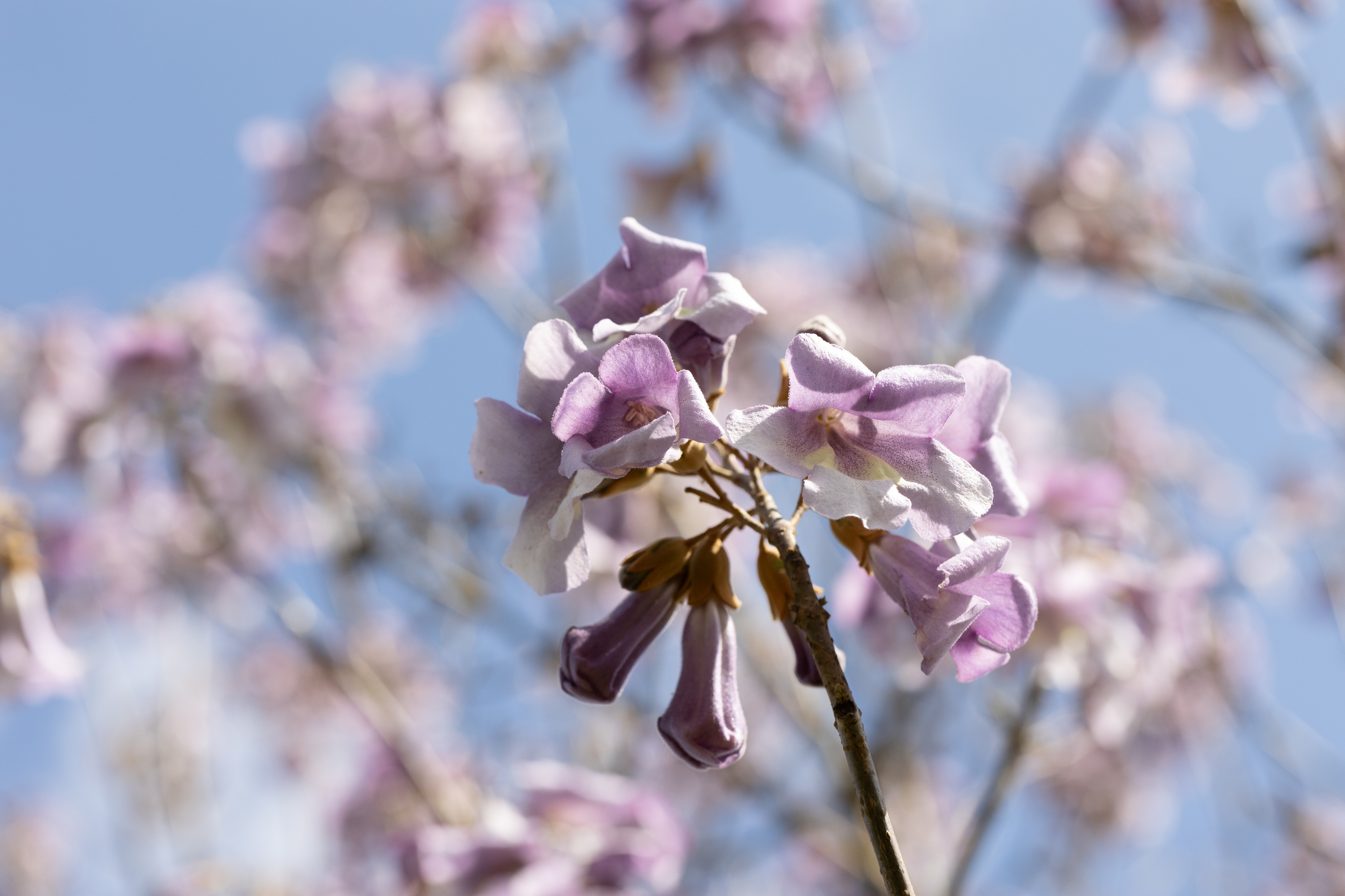 Die zartlila Blüte des Blauglockenbaumes