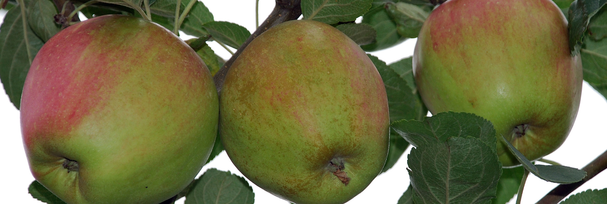 Obstgehölze Der Apfelbaum ist einer unserer Obstgehölze