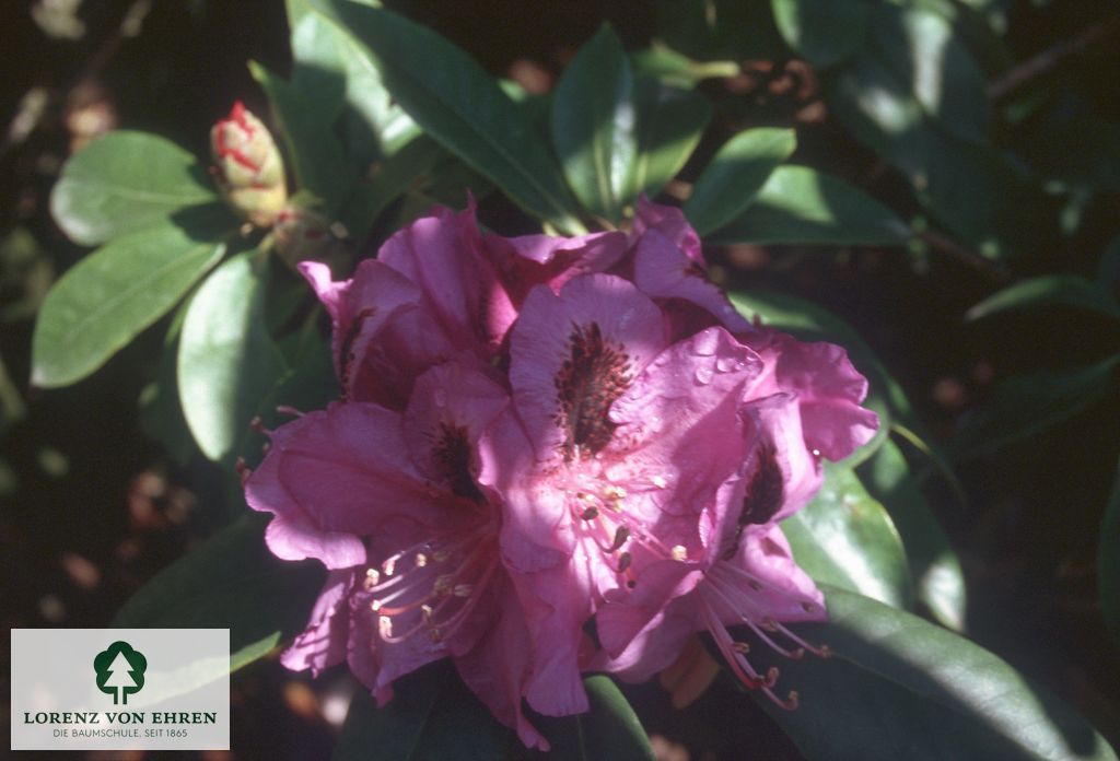 Rhododendron Hybride 'Peter Alan'