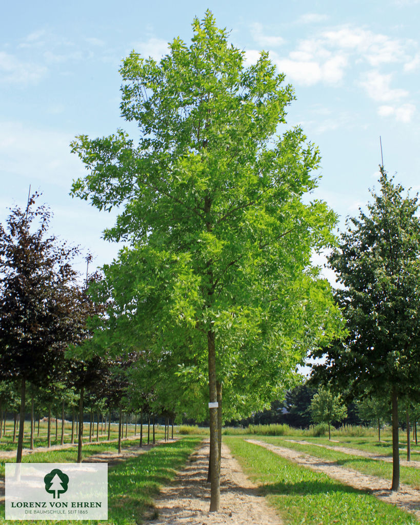 Fraxinus americana