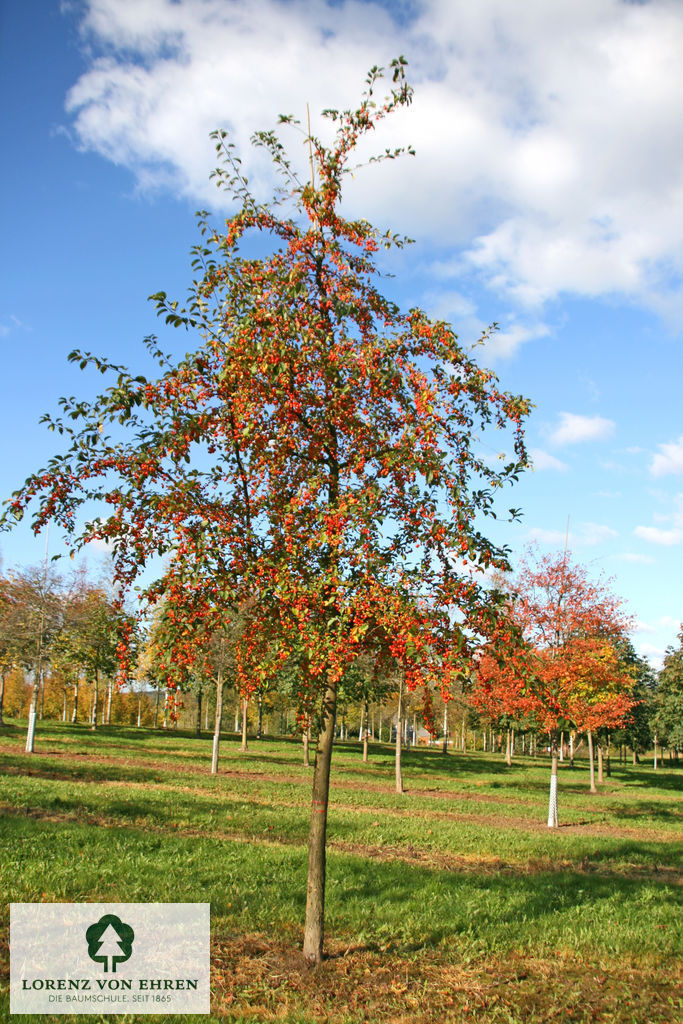 Malus 'Professor Sprenger'