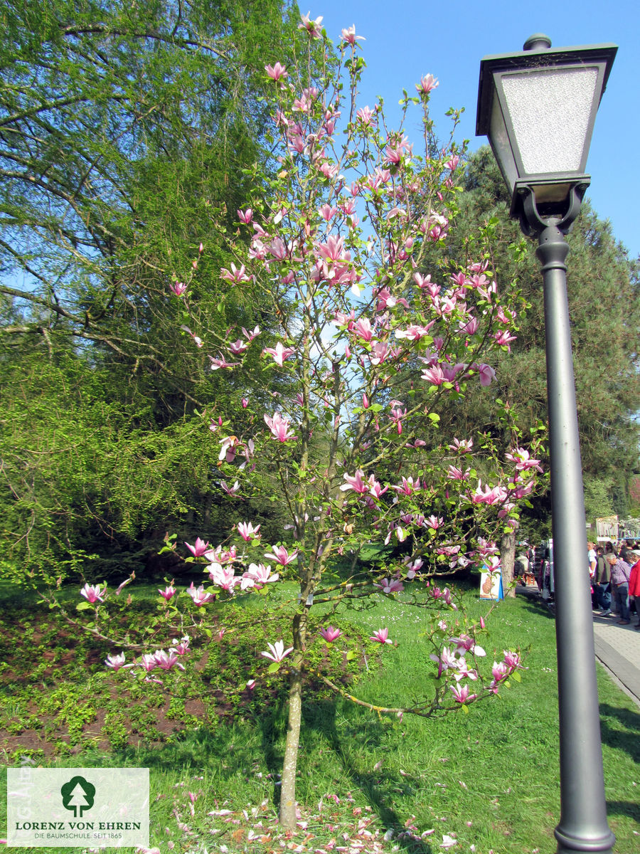 Magnolia 'Galaxy'