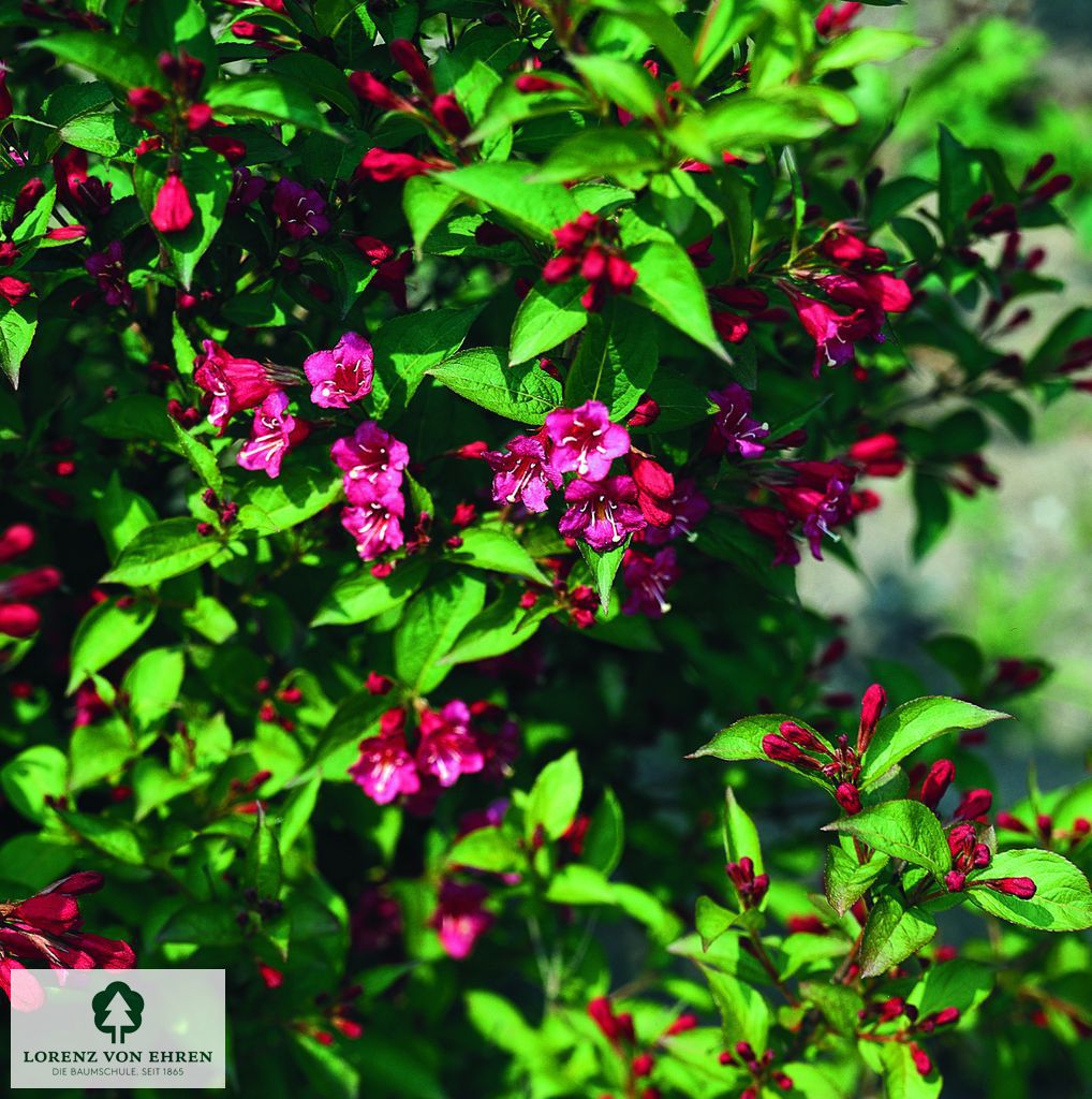 Weigela 'Newport Red'