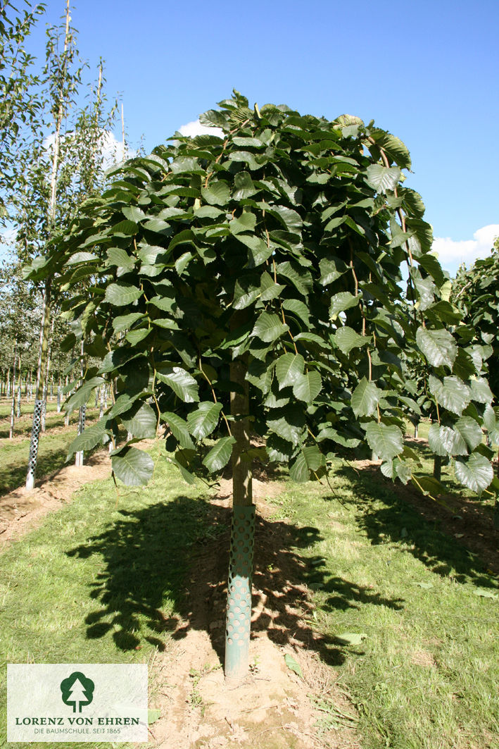 Ulmus glabra 'Pendula'