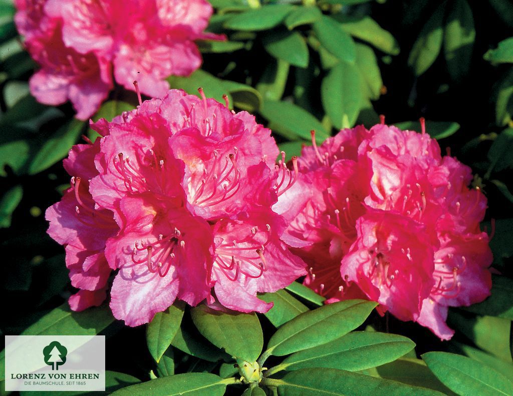 Rhododendron Hybride 'Catharine van Tol'