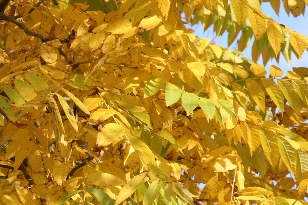 Die herbstliche Pracht von Juglans nigra: Bewundern Sie in dieser Nahaufnahme die einzigartigen Farben und Texturen der Blätter dieses eindrucksvollen Schwarznussbaums.