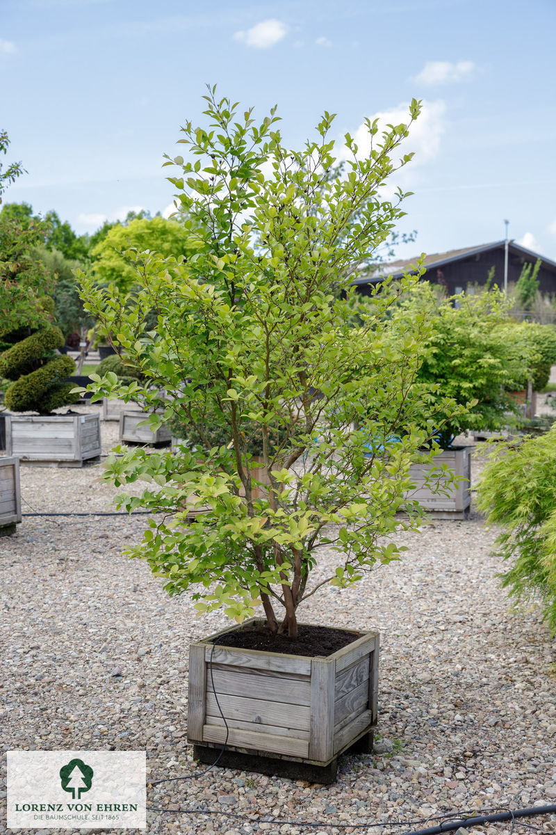 Stewartia pseudocamellia