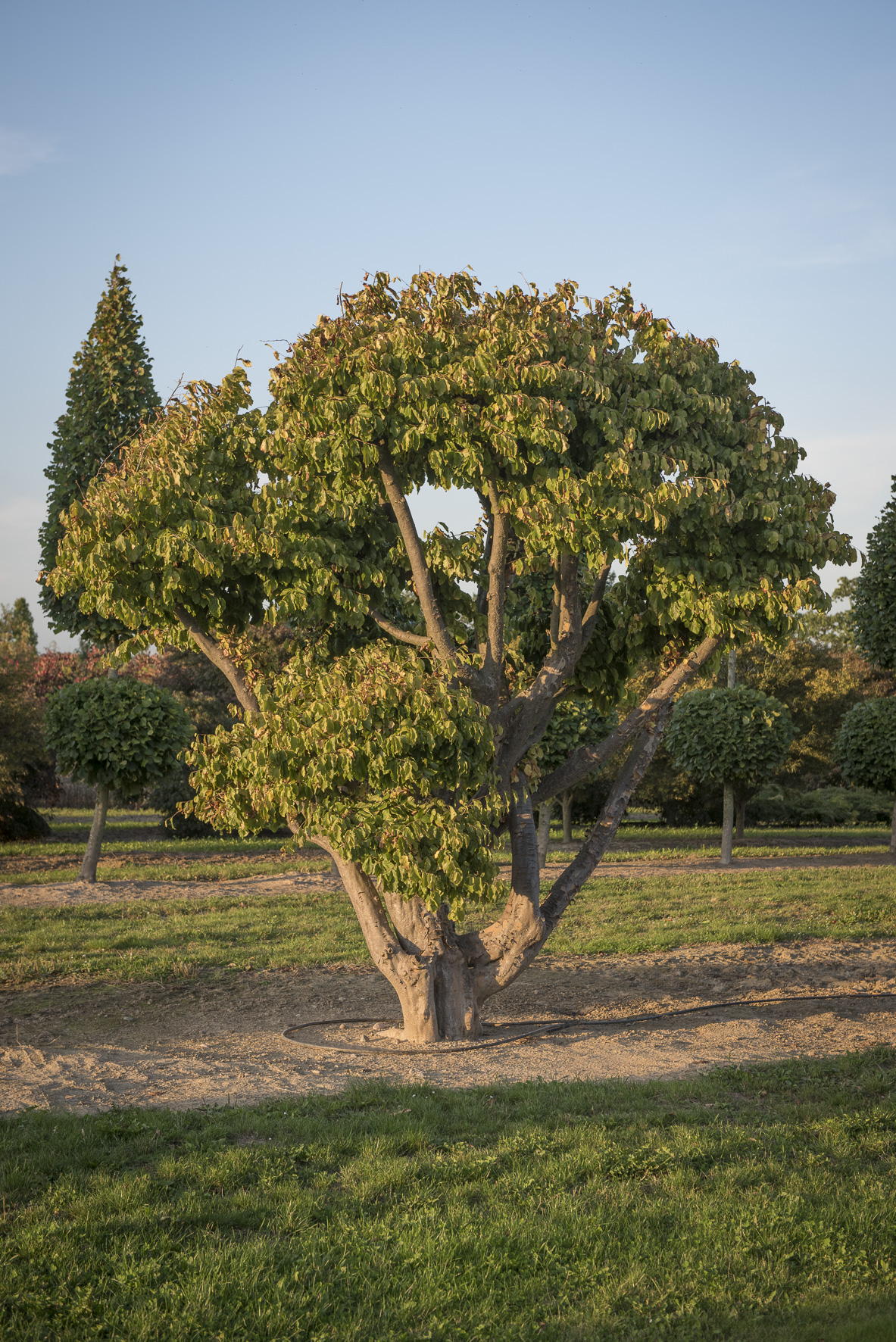 Parrotia persica Unikat