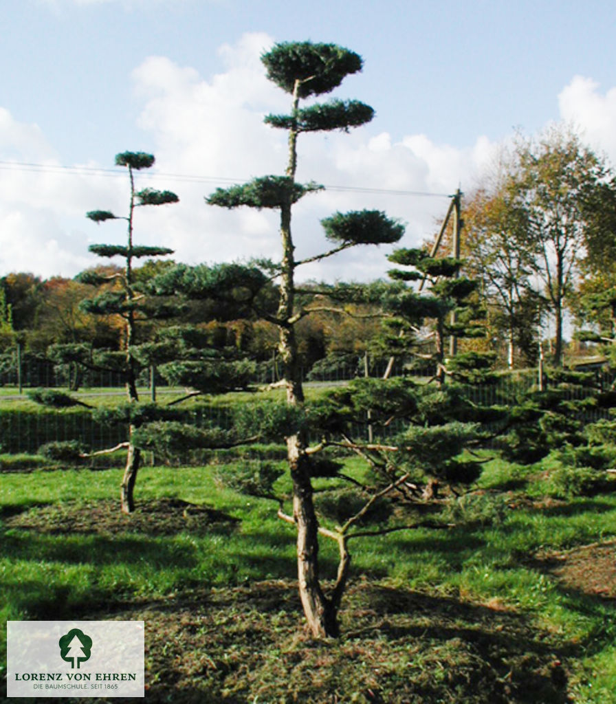 Juniperus media 'Hetzii'