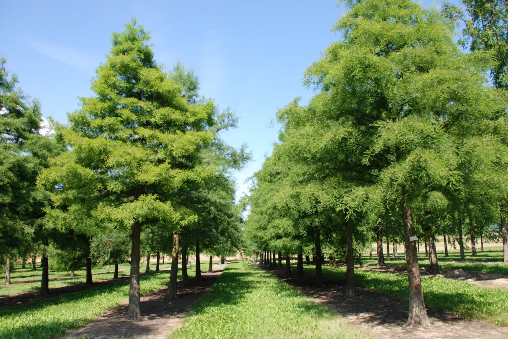 Taxodium distichum in Reihe gepflanzt