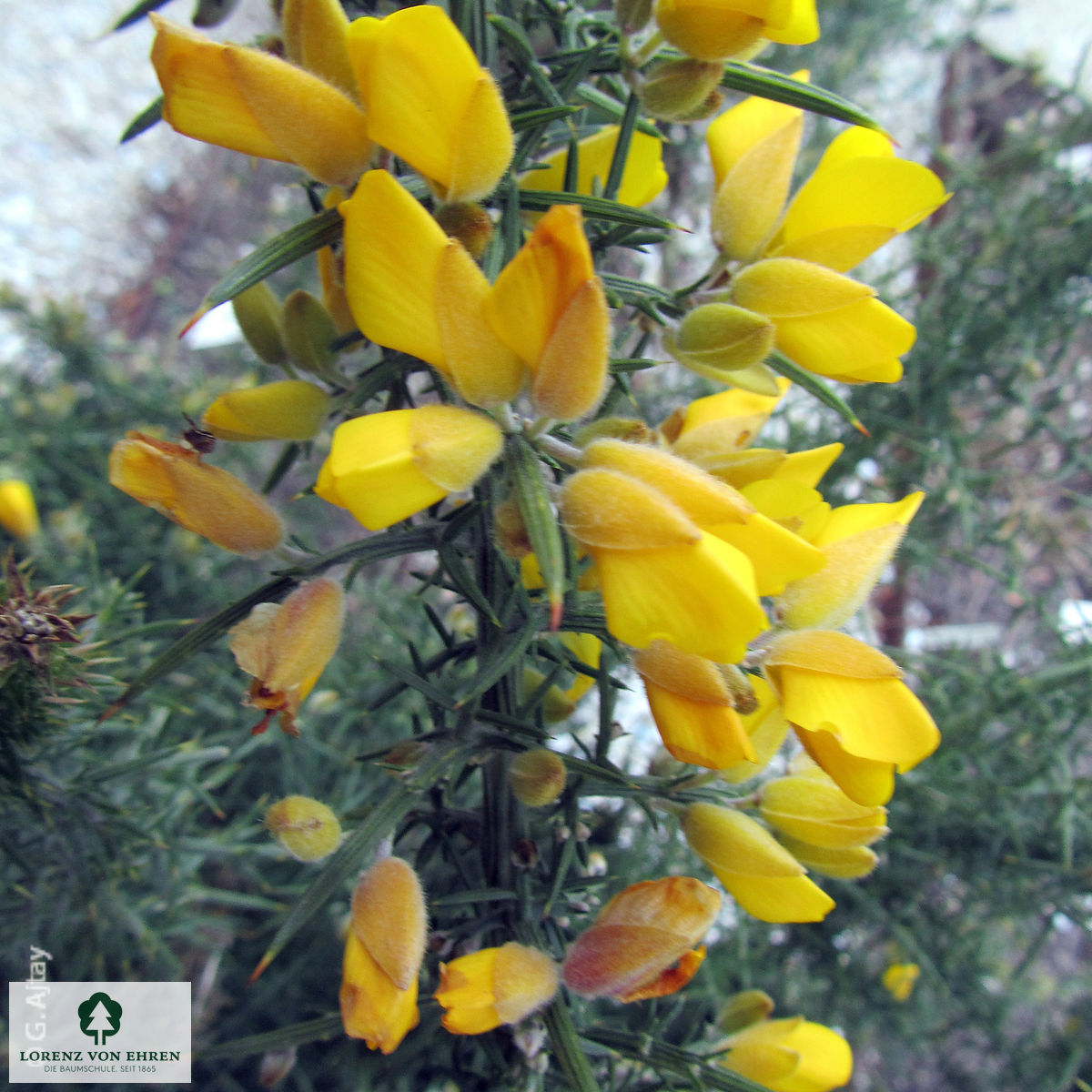 Ulex europaeus