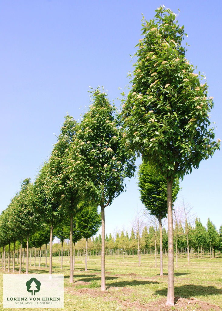 Sorbus thuringiaca 'Fastigiata'