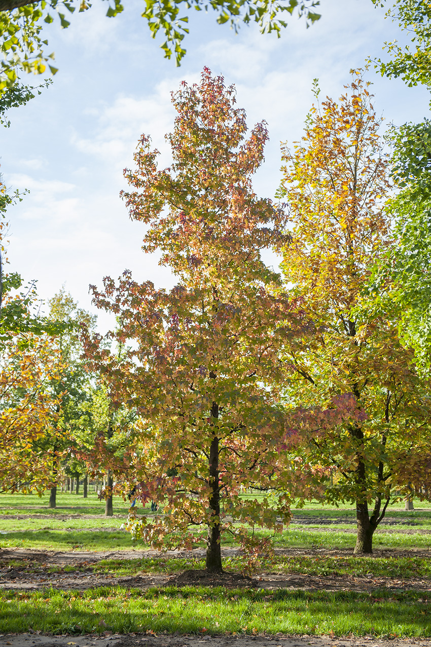 Liquidambar styraciflua Unikat