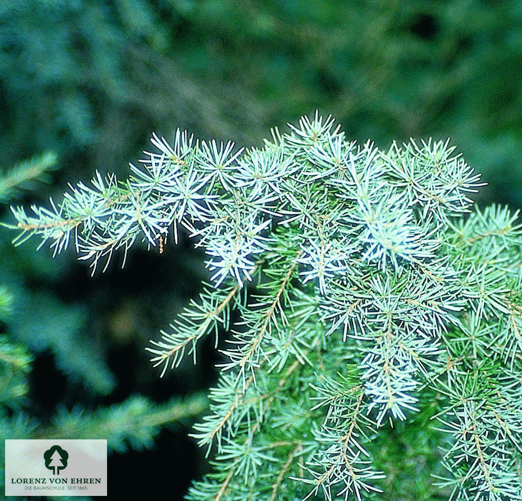 Tsuga mertensiana