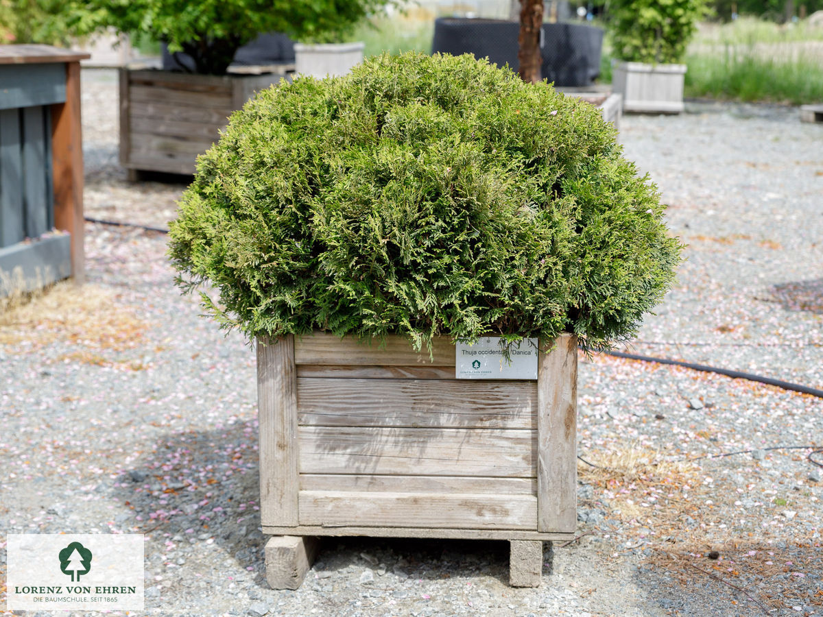 Thuja occidentalis 'Danica'