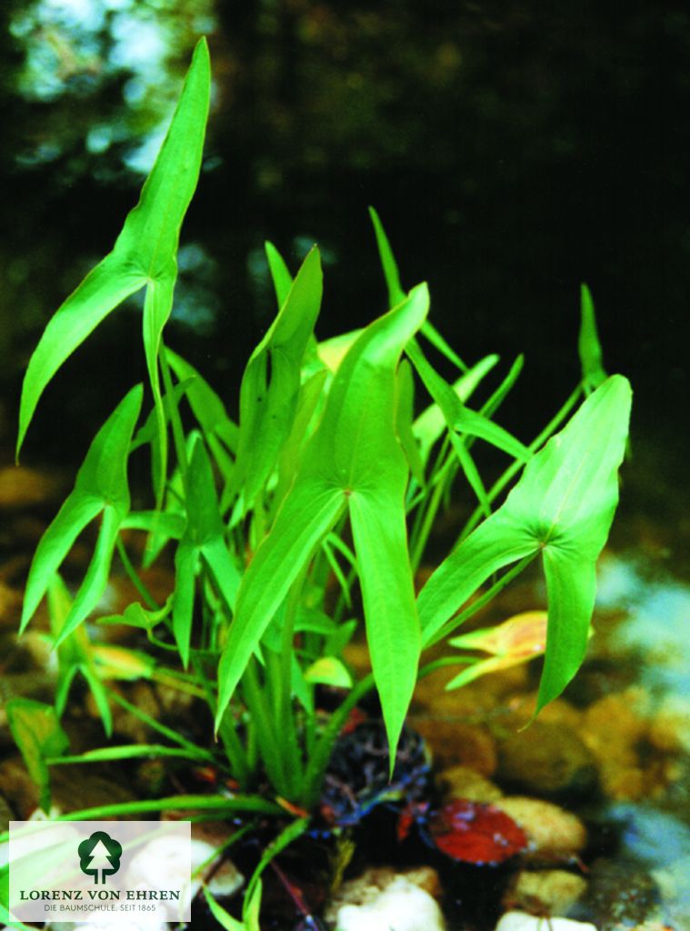 Sagittaria sagittifolia