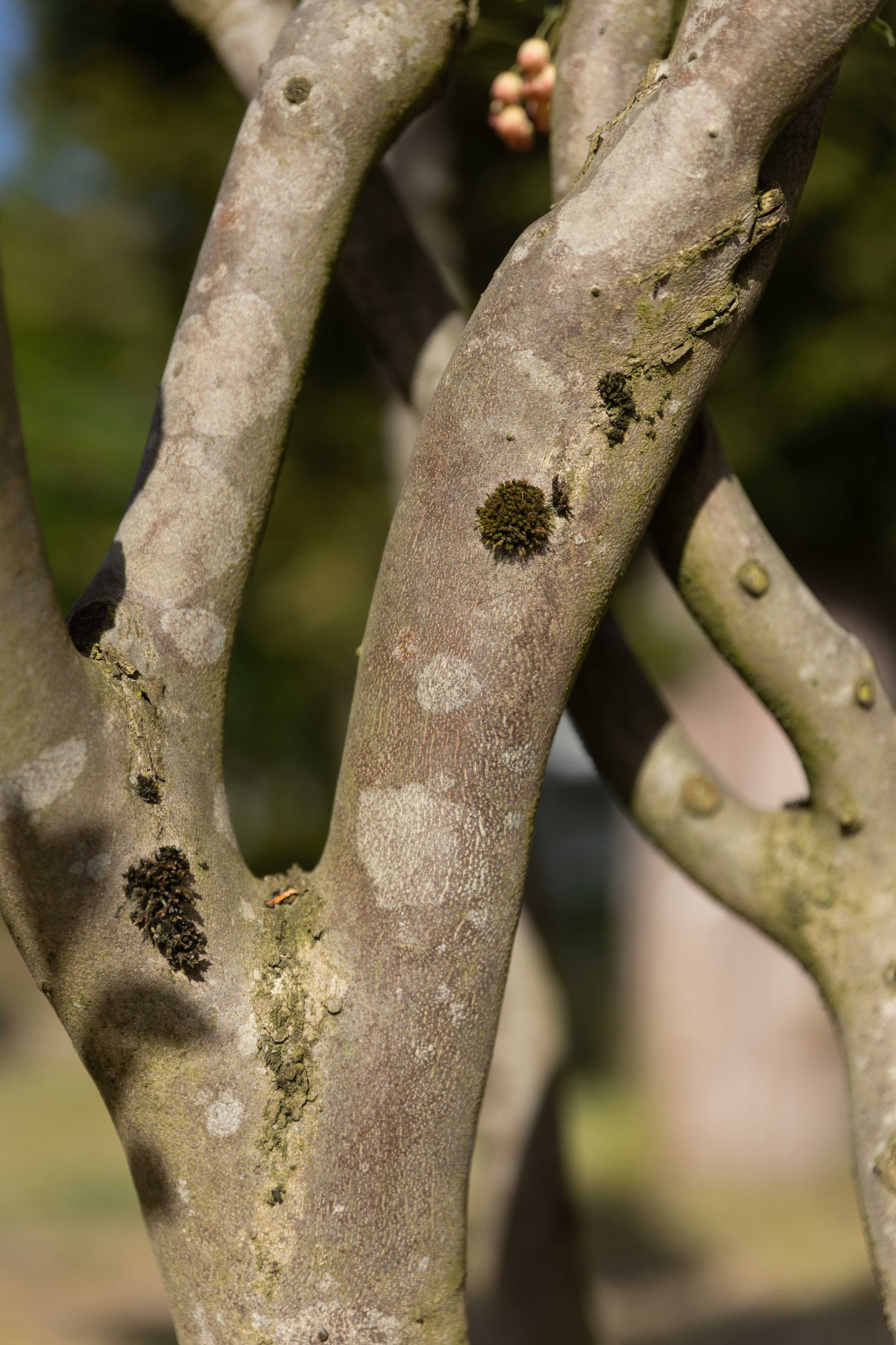 Enkianthus campanulatus Bonsai