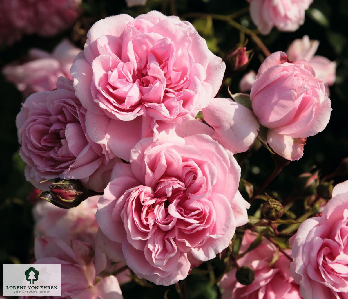 Rosa 'Home & Garden'