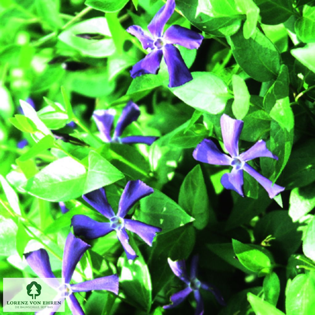 Vinca major