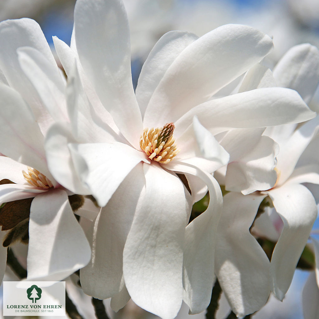 Magnolia loebneri 'Merrill'