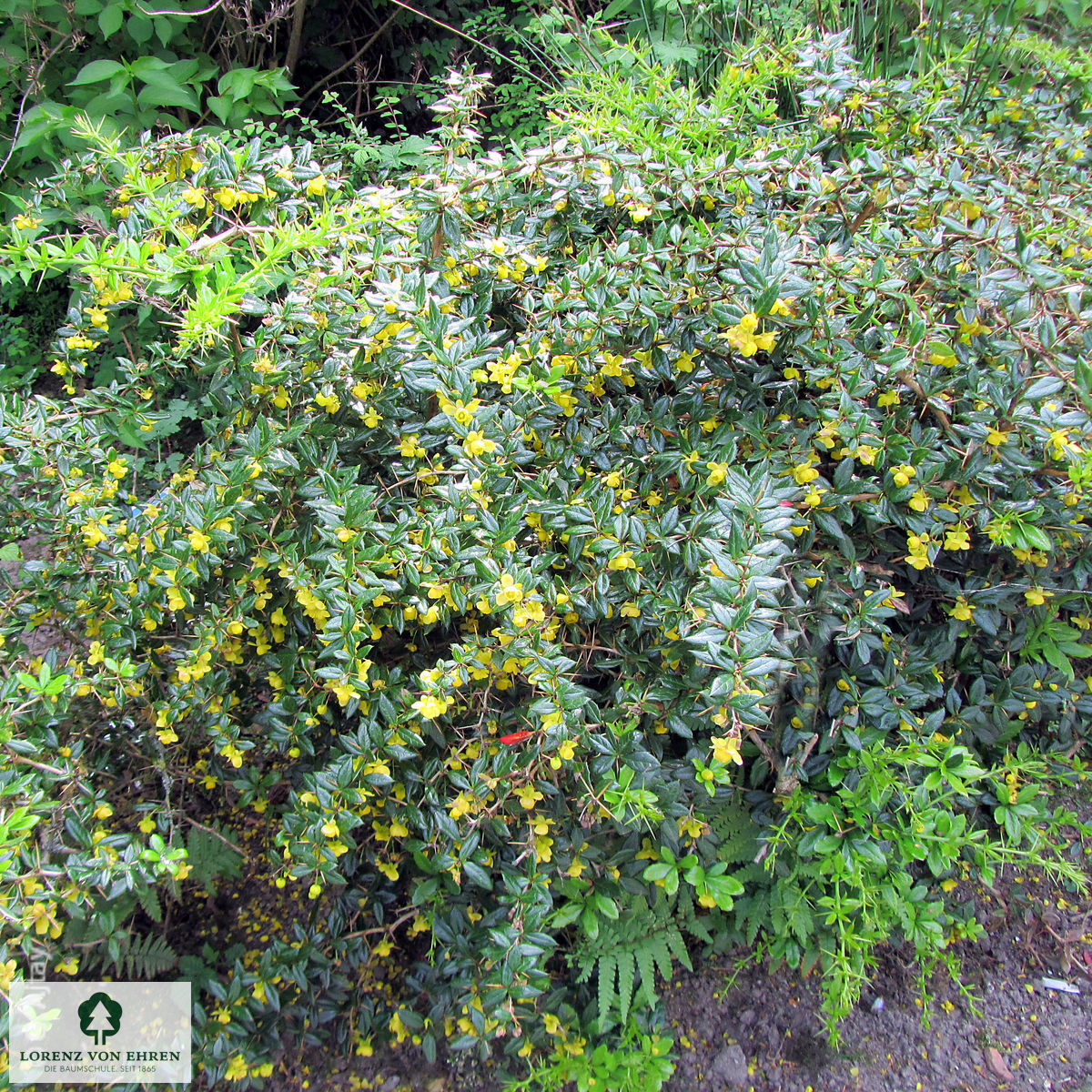 Berberis verruculosa