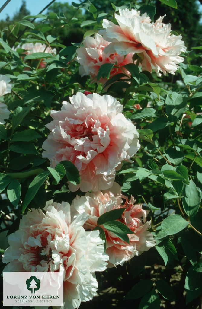 Paeonia suffruticosa 'Jeanne d'Arc'