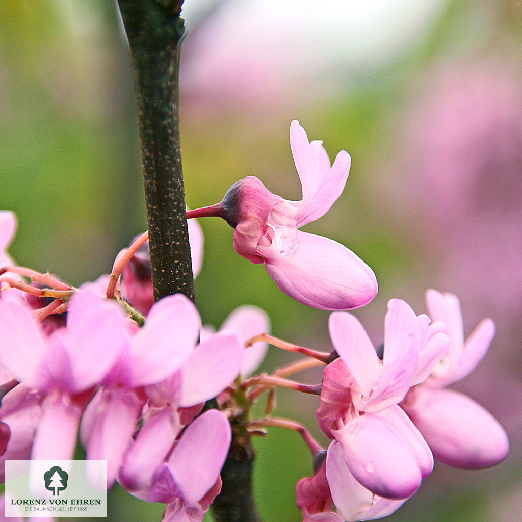 Cercis siliquastrum