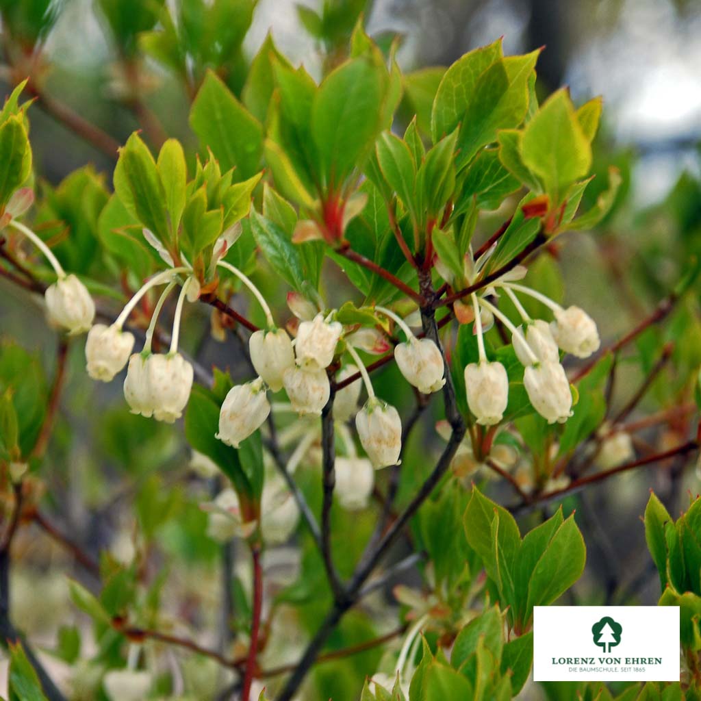 Enkianthus perulatus