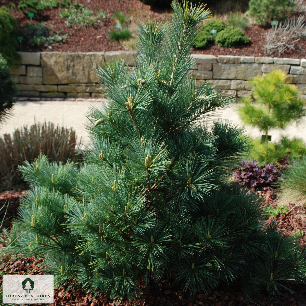 Pinus strobus 'Macopin'