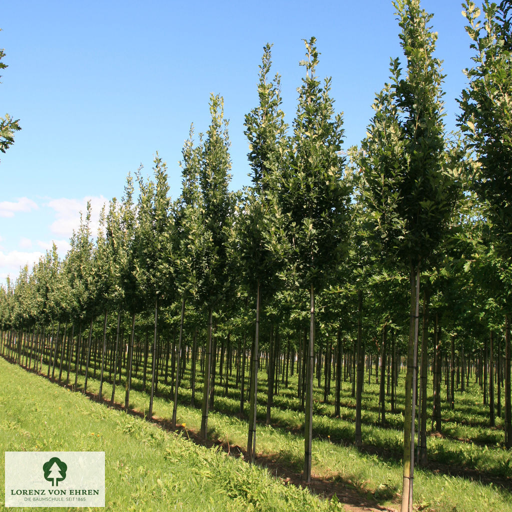 Quercus robur 'Fastigiata'