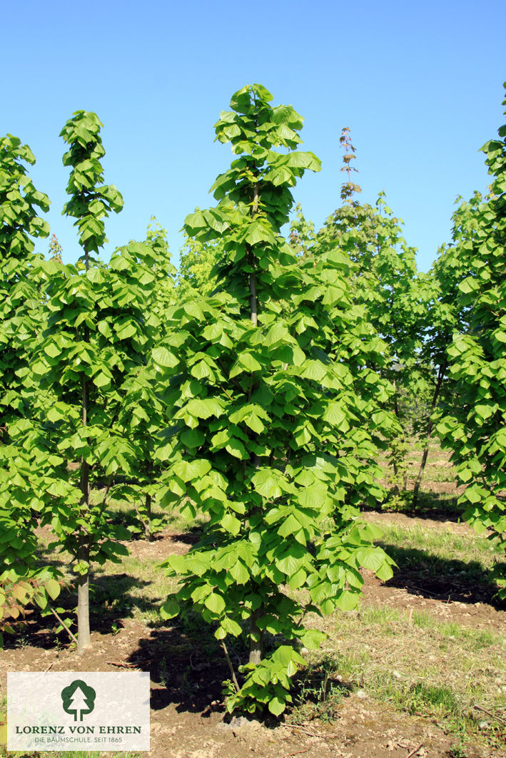 Tilia platyphyllos 'Örebro'