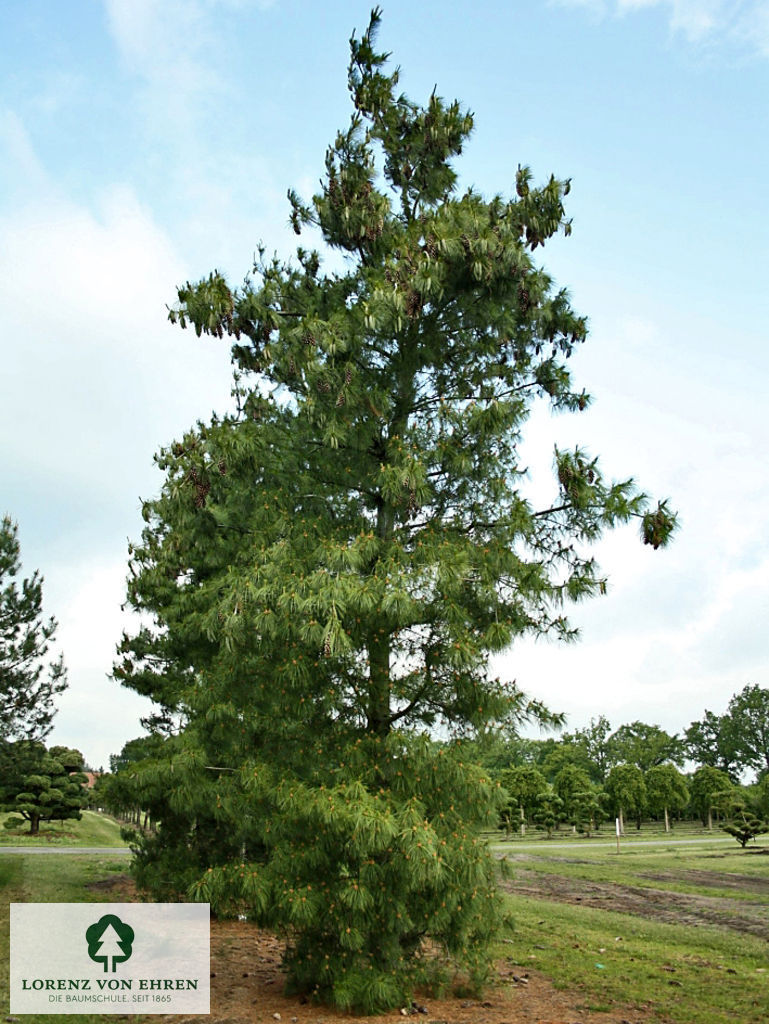 Pinus schwerinii