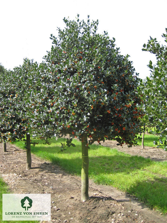 Ilex aquifolium 'Sharpy'