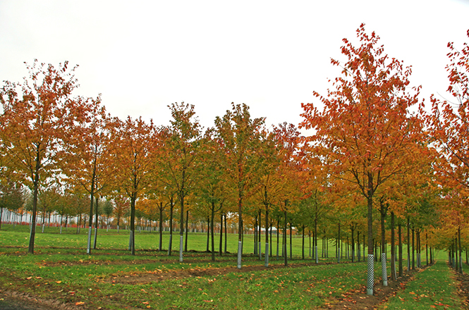 Prunus avium