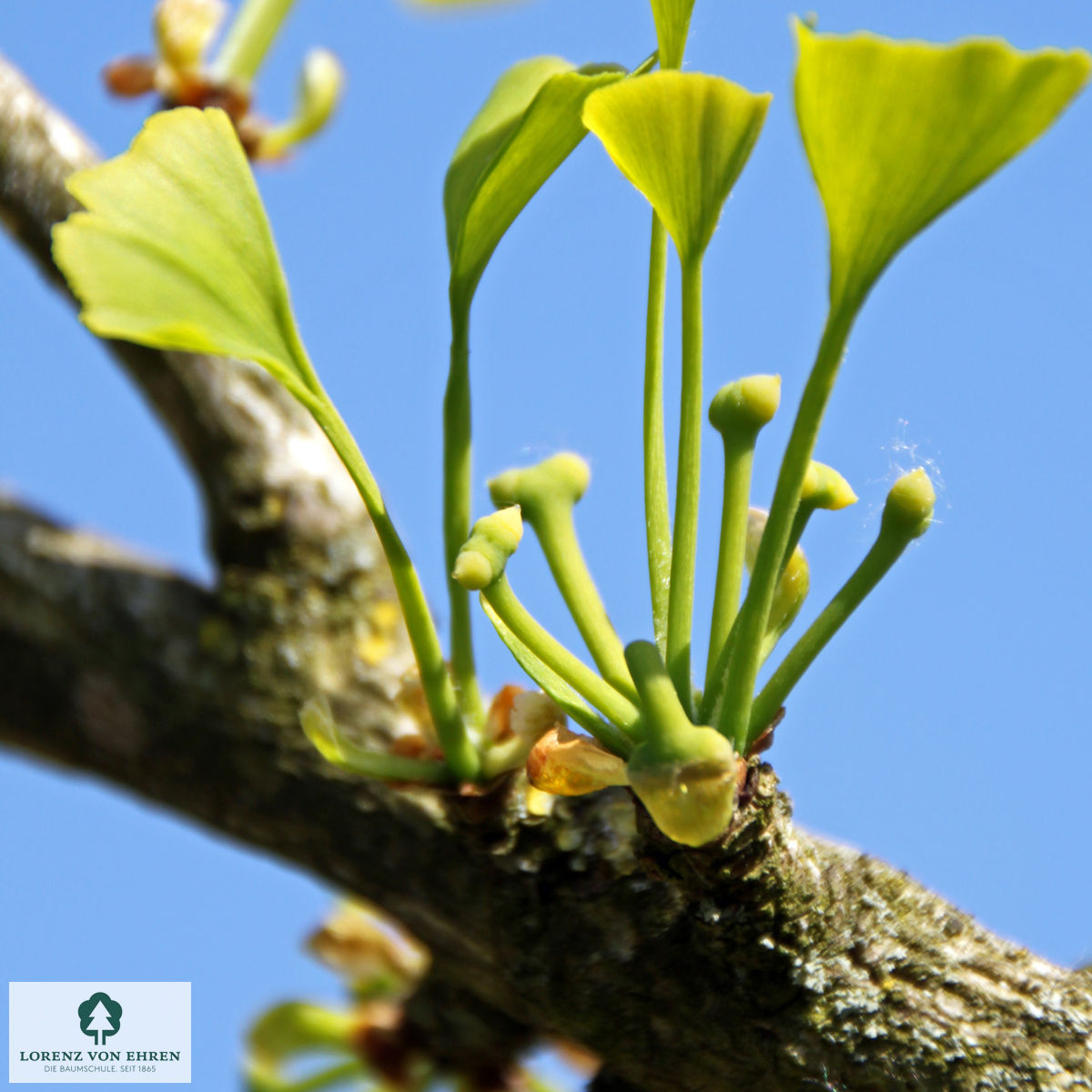 Grünen Blätter des Ginkgo biloba