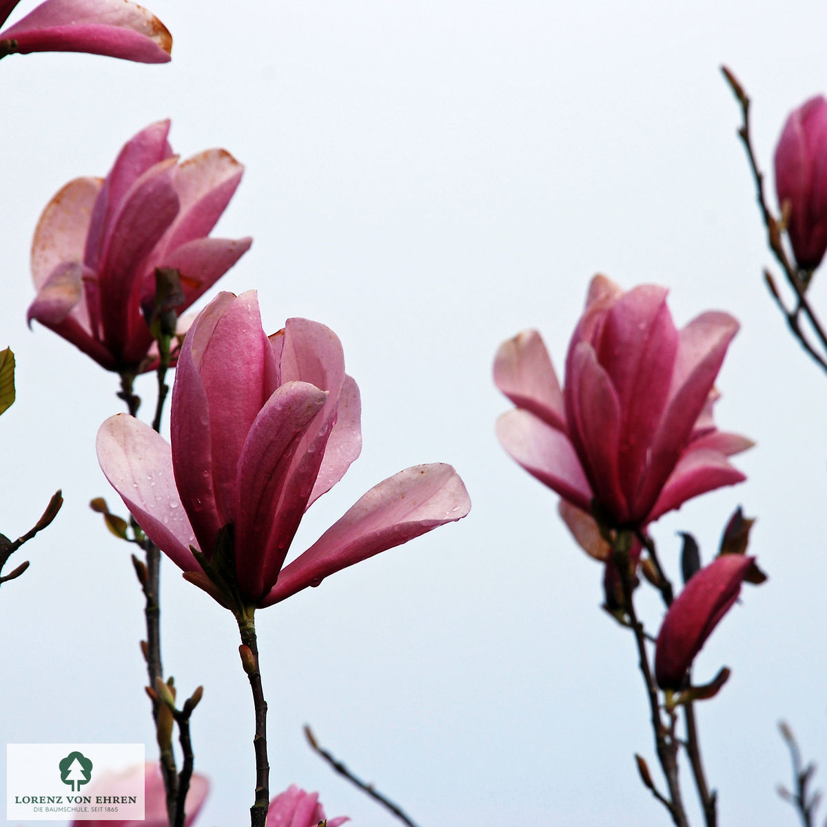 Magnolia liliiflora 'Nigra'