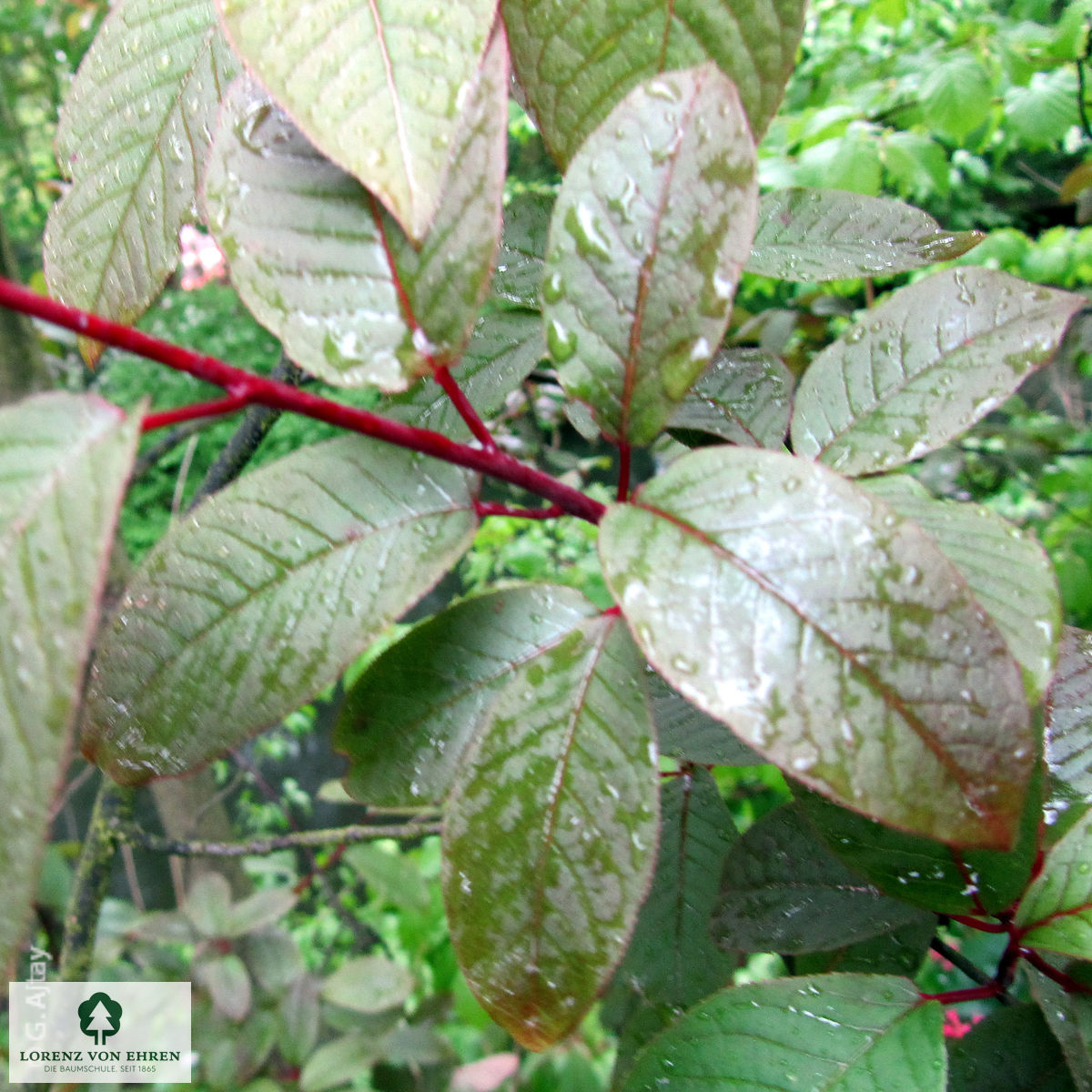 Prunus padus 'Colorata'