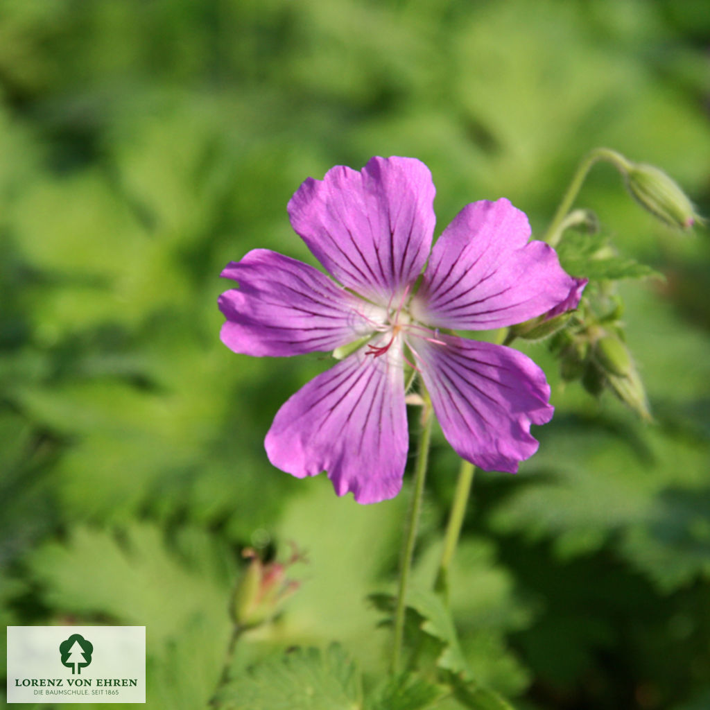 Geranium gracile 'Sirak'