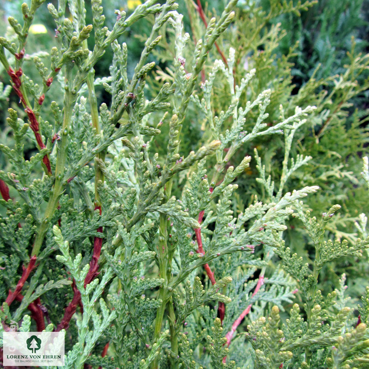 Thuja occidentalis 'Brabant'