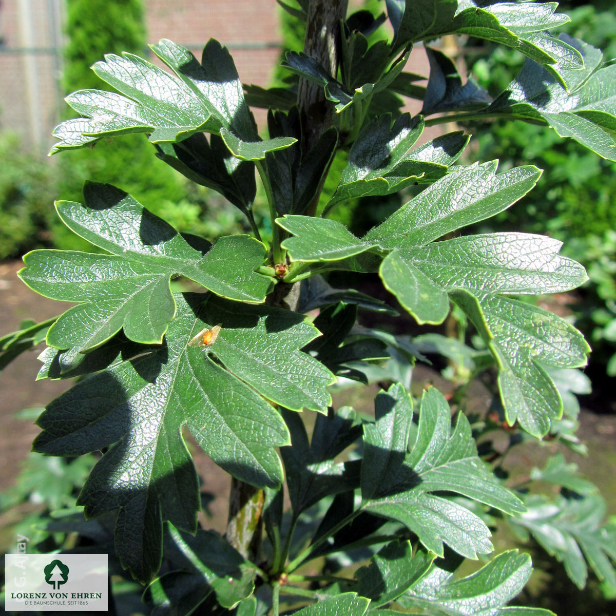 Crataegus monogyna 'Stricta'