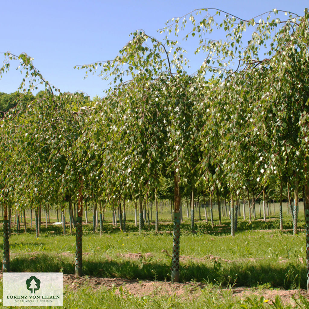 Betula pendula 'Youngii'