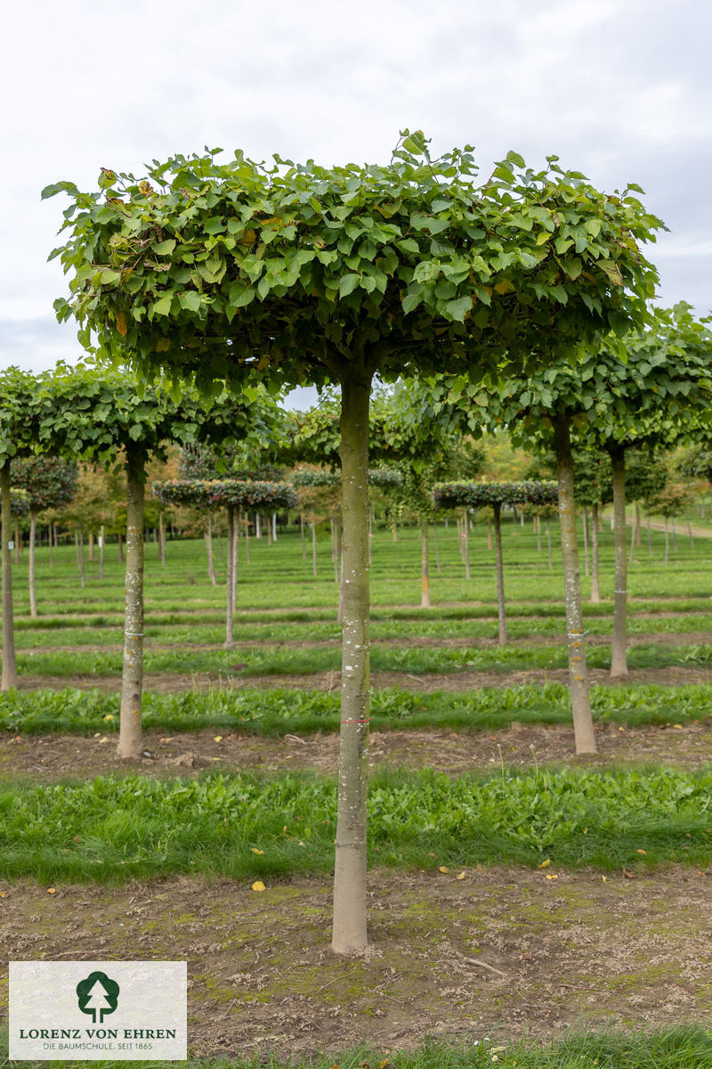 Tilia europaea 'Pallida'